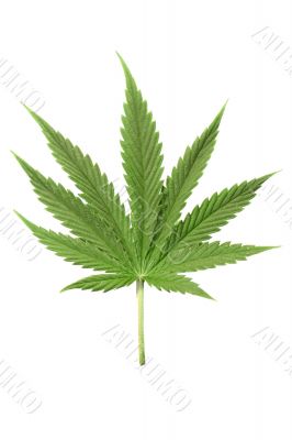 cannabis