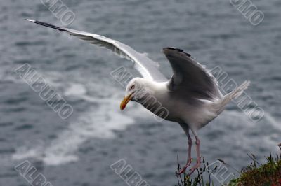 seagull2 seagull2