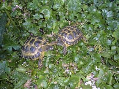 Testudo Horsfieldi Testudo Horsfieldi