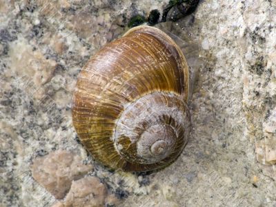 Sleeping Snail Sleeping Snail