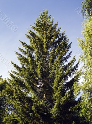 Spruce Tree