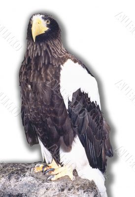 Sea eagle Haliaeetus pelagicus Sea eagle Haliaeetus pelagicus