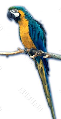 Parrot sine-yellow Ara ararauna