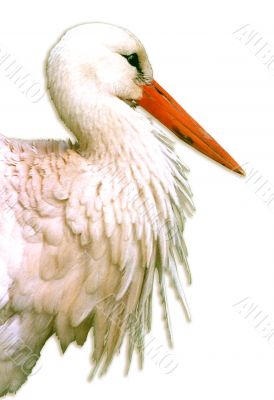 White stork Ciconia ciconia White stork Ciconia ciconia
