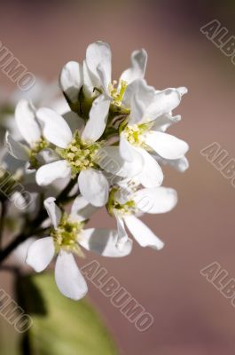 bird cherry close up