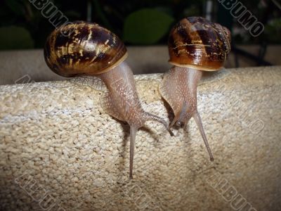 snails