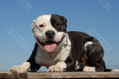 happy pit bull