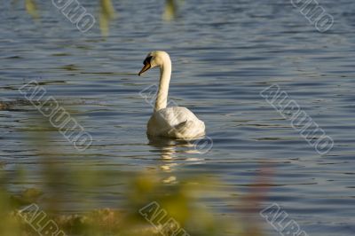 Swans on a lake 11