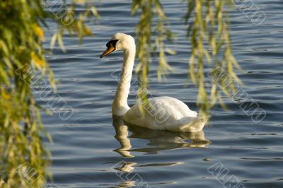 Swans on a lake 10