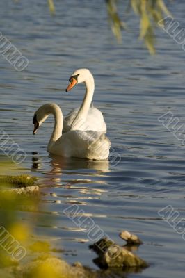 Swans on a lake 5