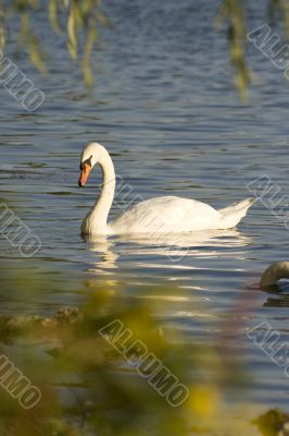 Swans on a lake 7