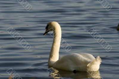Swans on a lake 6