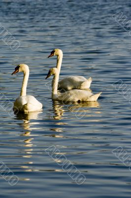 Swans on a lake 4