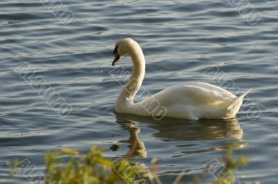 Swans on a lake 2