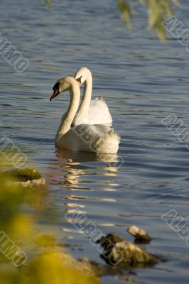 Swans on a lake 1