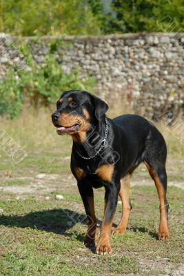 rottweiler