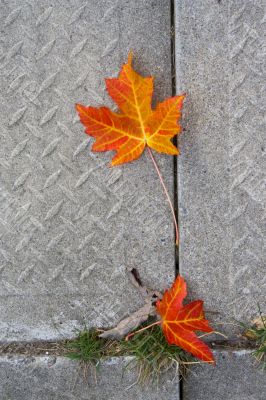 Red Maple leaf at concrete wave 2