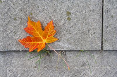 Red Maple leaf at concrete wave 3