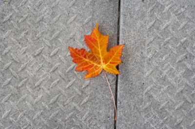 Red Maple leaf at concrete wave 1