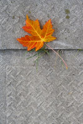 Red Maple leaf at concrete wave 4
