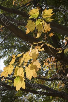 Golden leafs 2