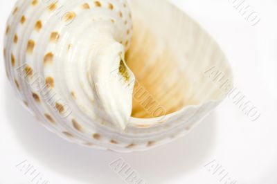 White Seashell Symphony 2