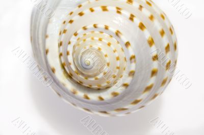 White Seashell Symphony 1