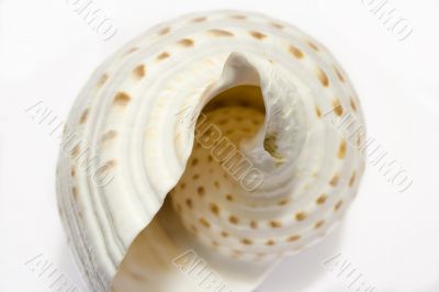 White Seashell Symphony 3