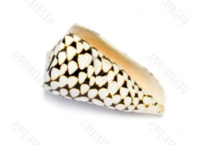 small black-n-white tropical seashell