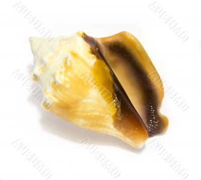 small orange tropical seashell