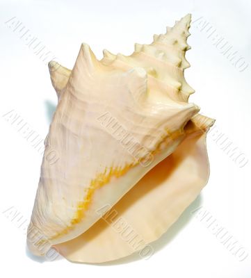 Conch Seashell 1