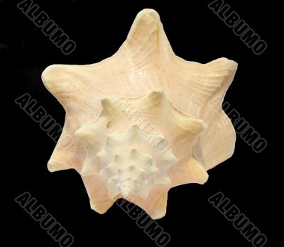 Conch Seashell isolated on black background 4