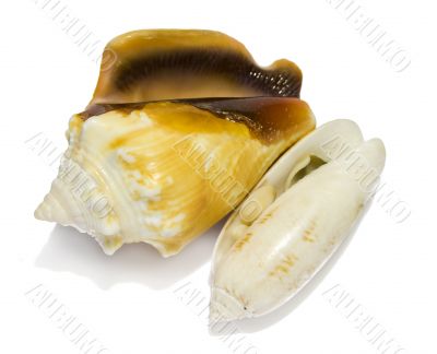 two small tropical seashells