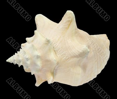 Conch Seashell isolated on black background 3