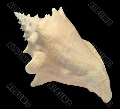 Conch Seashell isolated on black background 2