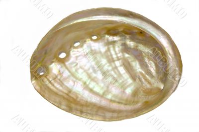 pearl seashell 1