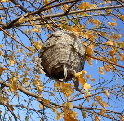 Paper Wasp Nest