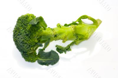 Sprout of broccoli 3