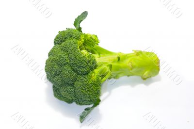Sprout of broccoli 4