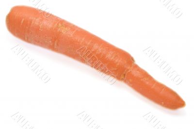Fresh big cleaned carrot