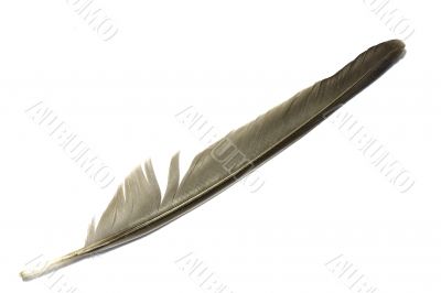 Feather 3