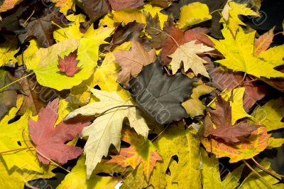 Rag of fall multicolored leafs 2