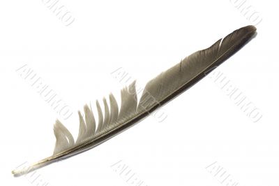Feather 2