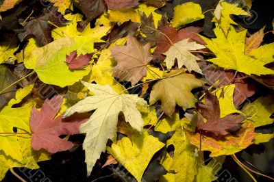 Rag of fall multicolored leafs 1