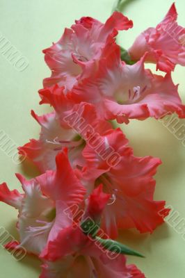Gladiolus