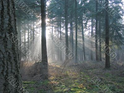 Sunlight in forest