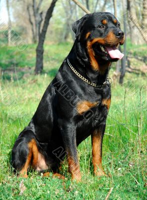 rottweiler