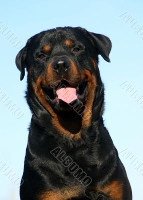 rottweiler