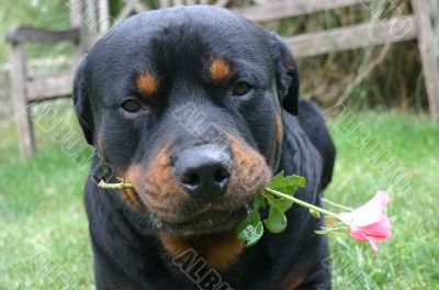 rottweiler