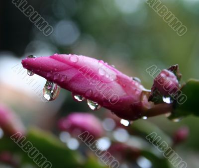 drop on flower drop on flower